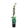 BLOOMIQUE - Hedera Helix - Lierre à petites feuilles - Persistant - Plantes grimpantes - P. 15cm - H. 70-80 cm - vignette