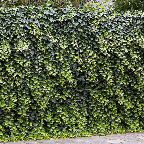 BLOOMIQUE - Hedera Helix - Lierre à petites feuilles - Persistant - Plantes grimpantes - P. 15cm - H. 70-80 cm - large