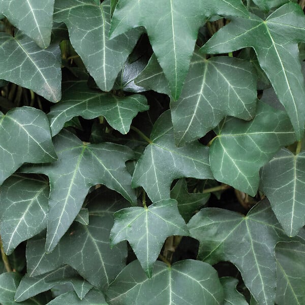 BLOOMIQUE - Hedera Helix - Lierre à petites feuilles - Persistant - Plantes grimpantes - P. 15cm - H. 70-80 cm - large