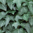 BLOOMIQUE - Hedera Helix - Lierre à petites feuilles - Persistant - Plantes grimpantes - P. 15cm - H. 70-80 cm - vignette