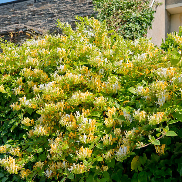 BLOOMIQUE - Lot de 2 - Lonicera Periclymenum - Chèvrefeuille sauvage - Jaune - Pot 15cm - 70-80cm de Haut - large