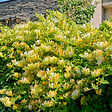 BLOOMIQUE - Lot de 2 - Lonicera Periclymenum - Chèvrefeuille sauvage - Jaune - Pot 15cm - 70-80cm de Haut - vignette