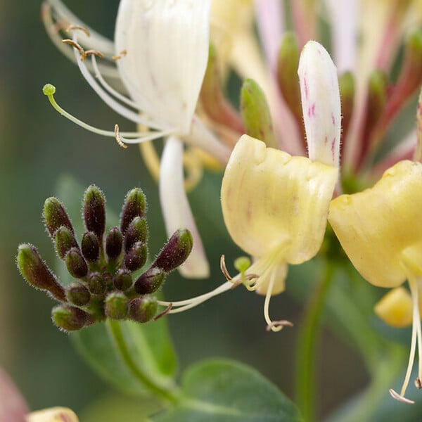 BLOOMIQUE - Lonicera Periclymenum - Chèvrefeuille sauvage - Jaune - Plantes grimpantes - P. 15cm - H. 70-80 cm - large