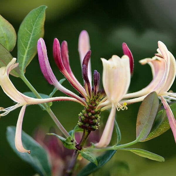 BLOOMIQUE - Lonicera Periclymenum - Chèvrefeuille sauvage - Jaune - Plantes grimpantes - P. 15cm - H. 70-80 cm - large