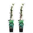 BLOOMIQUE - Lot de 2 - Hedera Helix - Lierre à petites feuilles - Persistant - Pot 15cm - 70-80cm de Haut - vignette