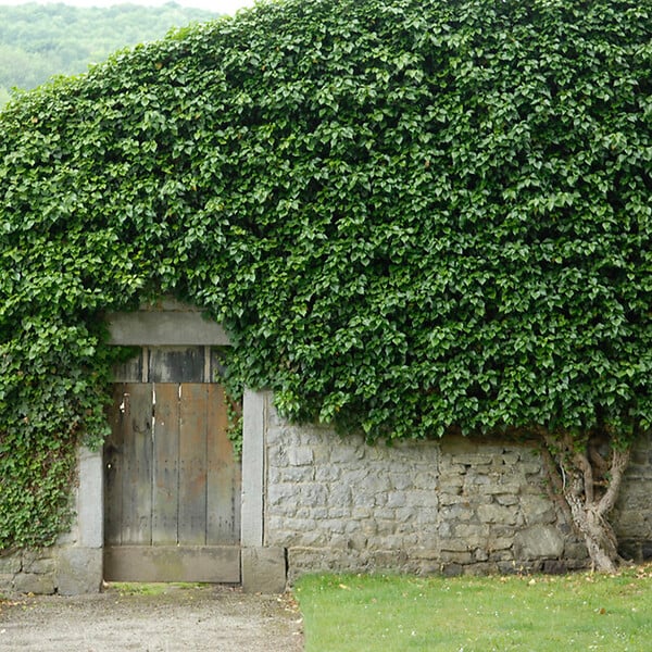 BLOOMIQUE - Lot de 2 - Hedera Helix - Lierre à petites feuilles - Persistant - Pot 15cm - 70-80cm de Haut - large