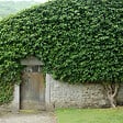 BLOOMIQUE - Lot de 2 - Hedera Helix - Lierre à petites feuilles - Persistant - Pot 15cm - 70-80cm de Haut - vignette