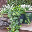 BLOOMIQUE - Lot de 2 - Hedera Helix - Lierre à petites feuilles - Persistant - Pot 15cm - 70-80cm de Haut - vignette