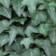 BLOOMIQUE - Lot de 2 - Hedera Helix - Lierre à petites feuilles - Persistant - Pot 15cm - 70-80cm de Haut - vignette