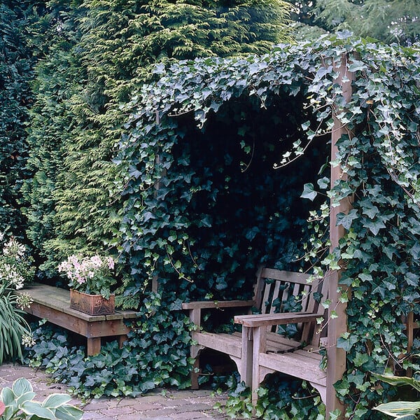 BLOOMIQUE - Hedera Hibernica - Lierre à grandes feuilles - Persistant - P. 15cm - H. 70-80 cm - large