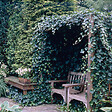 BLOOMIQUE - Hedera Hibernica - Lierre à grandes feuilles - Persistant - P. 15cm - H. 70-80 cm - vignette