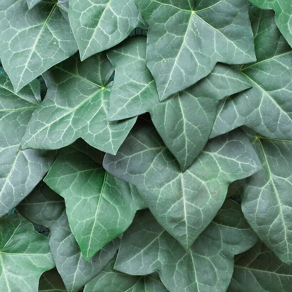 BLOOMIQUE - Hedera Hibernica - Lierre à grandes feuilles - Persistant - P. 15cm - H. 70-80 cm - large