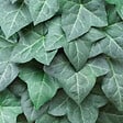 BLOOMIQUE - Hedera Hibernica - Lierre à grandes feuilles - Persistant - P. 15cm - H. 70-80 cm - vignette