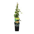 BLOOMIQUE - Lonicera Tellmanniana - Chèvrefeuille arbustif - Orange - Plantes grimpantes - P. 15cm - H. 70-80 cm - vignette