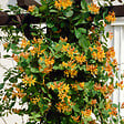 BLOOMIQUE - Lonicera Tellmanniana - Chèvrefeuille arbustif - Orange - Plantes grimpantes - P. 15cm - H. 70-80 cm - vignette