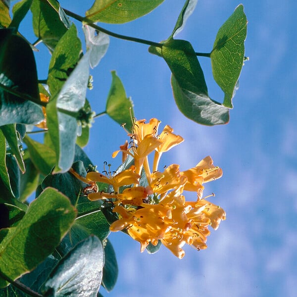 BLOOMIQUE - Lonicera Tellmanniana - Chèvrefeuille arbustif - Orange - Plantes grimpantes - P. 15cm - H. 70-80 cm - large