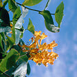 BLOOMIQUE - Lonicera Tellmanniana - Chèvrefeuille arbustif - Orange - Plantes grimpantes - P. 15cm - H. 70-80 cm - vignette