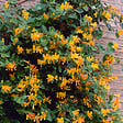 BLOOMIQUE - Lonicera Tellmanniana - Chèvrefeuille arbustif - Orange - Plantes grimpantes - P. 15cm - H. 70-80 cm - vignette