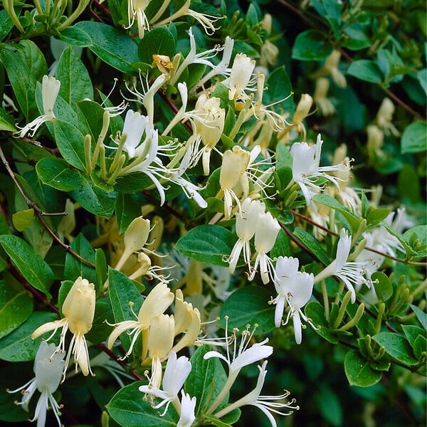 BLOOMIQUE - Lonicera Heckrottii Halliana - Chèvrefeuille du Japon - Blanc, Jaune - P. 15cm - H. 70-80 cm - large