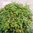 BLOOMIQUE - Lonicera Heckrottii Halliana - Chèvrefeuille du Japon - Blanc, Jaune - P. 15cm - H. 70-80 cm - vignette