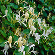 BLOOMIQUE - Lot de 2 - Lonicera Heckrottii Halliana - Chèvrefeuille du Japon - P. 15cm - H. 70-80 cm - vignette