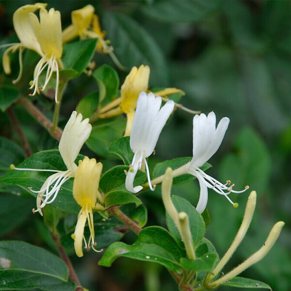BLOOMIQUE - Lot de 2 - Lonicera Heckrottii Halliana - Chèvrefeuille du Japon - P. 15cm - H. 70-80 cm - large