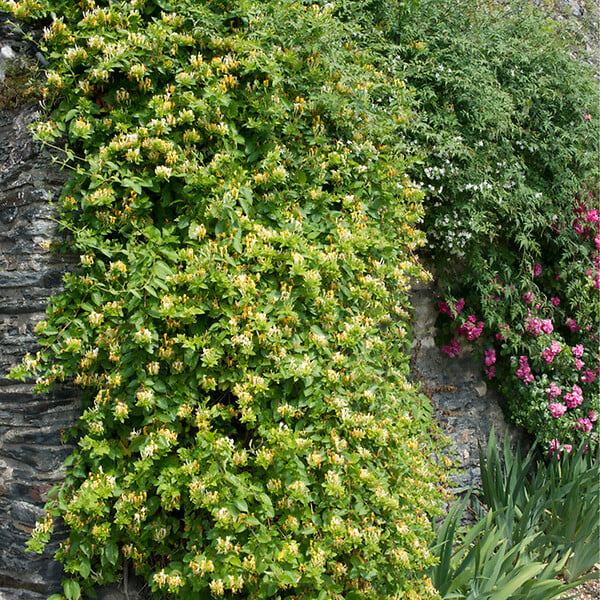 BLOOMIQUE - Lot de 2 - Lonicera Heckrottii Halliana - Chèvrefeuille du Japon - P. 15cm - H. 70-80 cm - large