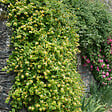 BLOOMIQUE - Lot de 2 - Lonicera Heckrottii Halliana - Chèvrefeuille du Japon - P. 15cm - H. 70-80 cm - vignette