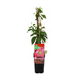 BLOOMIQUE - Parthenocissus Quinquefolia Engelmannii - Vigne sauvage - Plantes grimpantes - P. 15cm - H. 70-80 cm - vignette