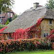 BLOOMIQUE - Parthenocissus Quinquefolia Engelmannii - Vigne sauvage - Plantes grimpantes - P. 15cm - H. 70-80 cm - vignette