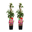 BLOOMIQUE - Lot de 2 - Parthenocissus Quinquefolia Engelmannii - Vigne Sauvage - P. 15cm - H. 70-80 cm - vignette