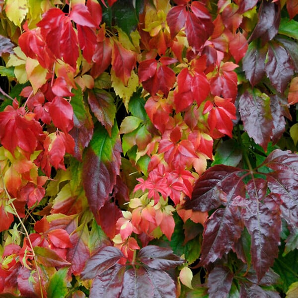 BLOOMIQUE - Lot de 2 - Parthenocissus Quinquefolia Engelmannii - Vigne Sauvage - P. 15cm - H. 70-80 cm - large