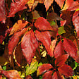 BLOOMIQUE - Lot de 2 - Parthenocissus Quinquefolia Engelmannii - Vigne Sauvage - P. 15cm - H. 70-80 cm - vignette