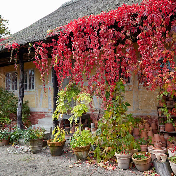 BLOOMIQUE - Lot de 2 - Parthenocissus Quinquefolia Engelmannii - Vigne Sauvage - P. 15cm - H. 70-80 cm - large