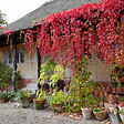 BLOOMIQUE - Lot de 2 - Parthenocissus Quinquefolia Engelmannii - Vigne Sauvage - P. 15cm - H. 70-80 cm - vignette