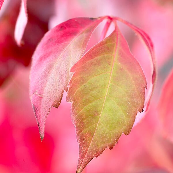 BLOOMIQUE - Lot de 2 - Parthenocissus Quinquefolia Engelmannii - Vigne Sauvage - P. 15cm - H. 70-80 cm - large