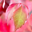 BLOOMIQUE - Lot de 2 - Parthenocissus Quinquefolia Engelmannii - Vigne Sauvage - P. 15cm - H. 70-80 cm - vignette