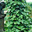 BLOOMIQUE - Lot de 2 - Hedera Hibernica - Lierre à grandes feuilles - Persistant - Pot 15cm - 70-80cm de Haut - vignette