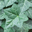 BLOOMIQUE - Lot de 2 - Hedera Hibernica - Lierre à grandes feuilles - Persistant - Pot 15cm - 70-80cm de Haut - vignette
