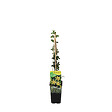 BLOOMIQUE - Jasminum Nudiflorum - Jasmin d'hiver - Jaune - Plantes grimpantes - P. 15cm - H. 70-80 cm - vignette