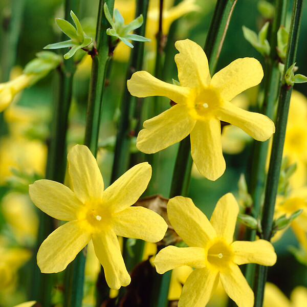 BLOOMIQUE - Jasminum Nudiflorum - Jasmin d'hiver - Jaune - Plantes grimpantes - P. 15cm - H. 70-80 cm - large