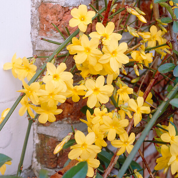 BLOOMIQUE - Jasminum Nudiflorum - Jasmin d'hiver - Jaune - Plantes grimpantes - P. 15cm - H. 70-80 cm - large