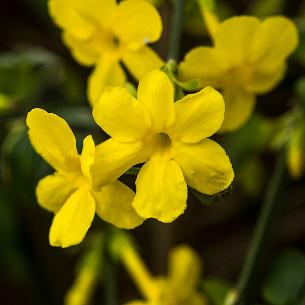 BLOOMIQUE - Jasminum Nudiflorum - Jasmin d'hiver - Jaune - Plantes grimpantes - P. 15cm - H. 70-80 cm - large