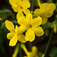 BLOOMIQUE - Jasminum Nudiflorum - Jasmin d'hiver - Jaune - Plantes grimpantes - P. 15cm - H. 70-80 cm - vignette