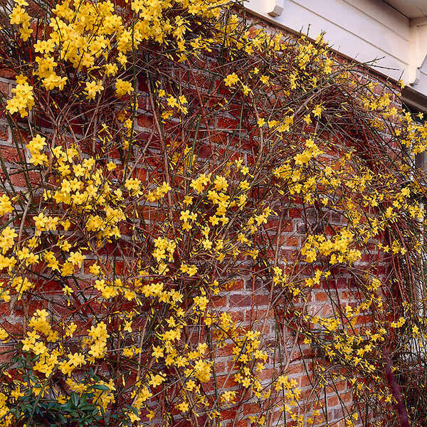 BLOOMIQUE - Jasminum Nudiflorum - Jasmin d'hiver - Jaune - Plantes grimpantes - P. 15cm - H. 70-80 cm - large