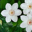 BLOOMIQUE - Lot de 2 - Clématite Miss Bateman - Vigne forestière - Blanc - P. 15 cm - H. 70-80 cm - vignette