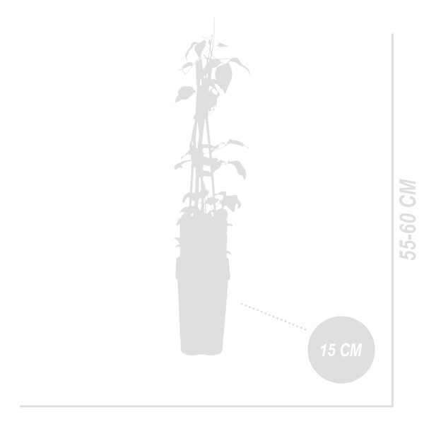 BLOOMIQUE - Lot de 2 - Clématite Miss Bateman - Vigne forestière - Blanc - P. 15 cm - H. 70-80 cm - large