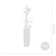 BLOOMIQUE - Lot de 2 - Clématite Miss Bateman - Vigne forestière - Blanc - P. 15 cm - H. 70-80 cm - vignette
