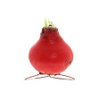 BLOOMIQUE - Bulbe d'Amaryllis en cire - Kolibri Rouge - Bulbe à fleurs - H. 10-20 cm à la livraison - vignette