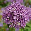 BLOOMIQUE - Mélange de 15 - Allium Purple Sensation - Look - Oignon ornemental - Violet - Bulbes à fleurs - vignette